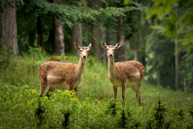 "Zombie Deer Disease" Spreading Quick, Could Develop To Infect People, Says Expert