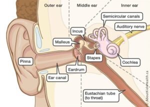 Ear infection (otitis media) in children