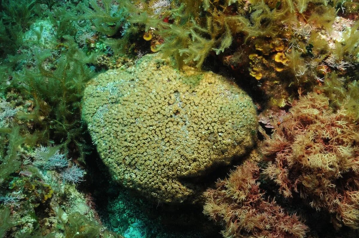 Scientists Find Pollutants in Corals